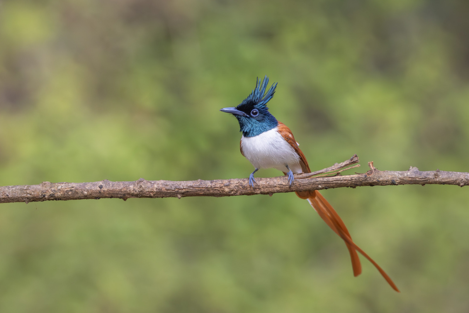 image Indian Paradise-Flycatcher